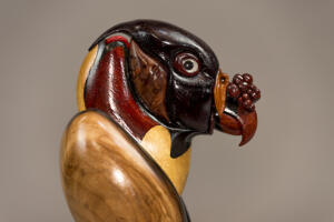 King Vulture (close-up)