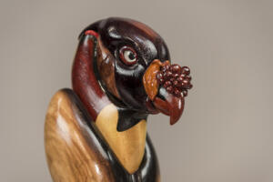 King Vulture (Close up 2)